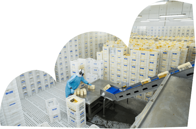 Produção Litoral Laticinios Produção Litoral Laticinios